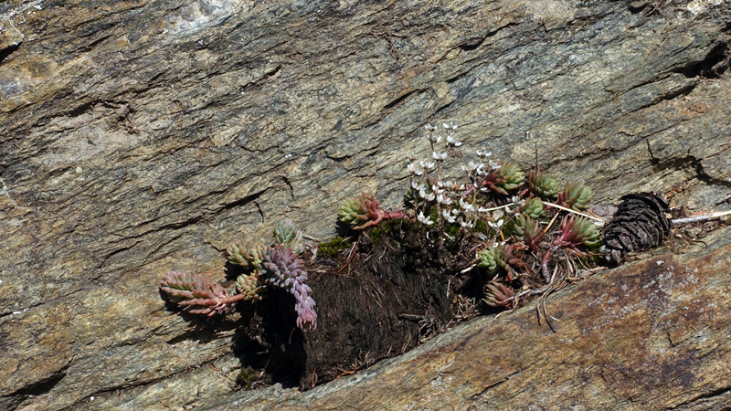2017-09-15_130948 trentino-suedtirol-2017.jpg - Wanderung von St. Martin zum Dolomitenblick
